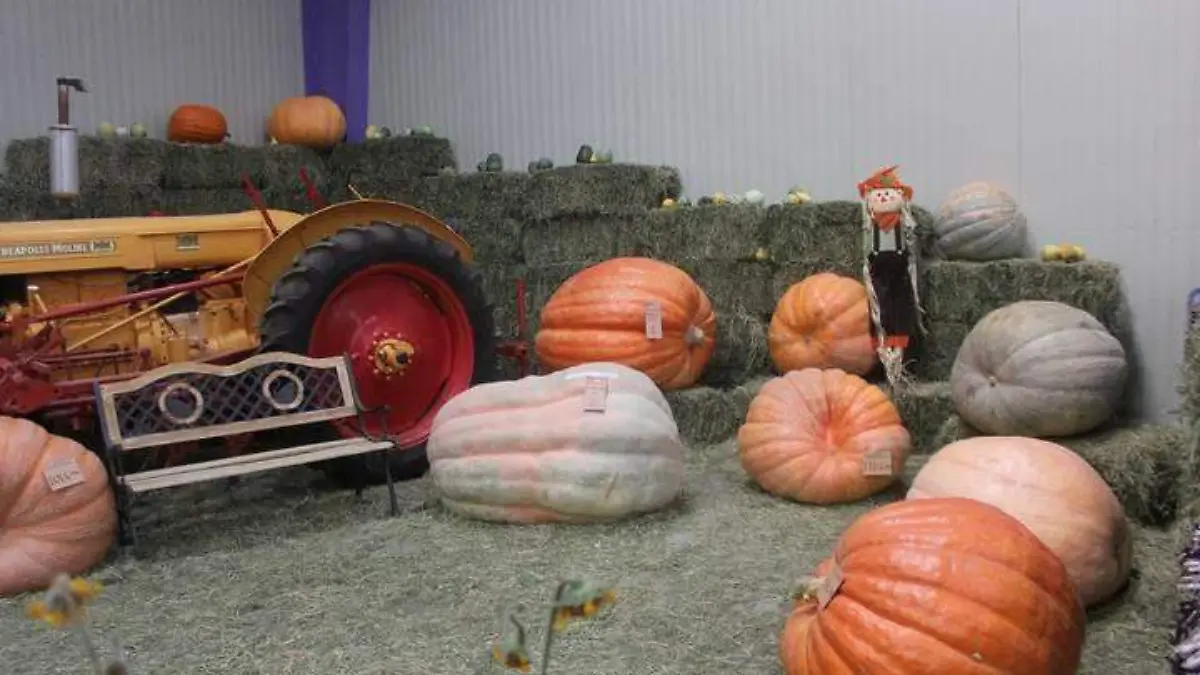 Invitan a horticultores a preparar sus frutos y hortalizas para el Festival de la Calabaza 2019